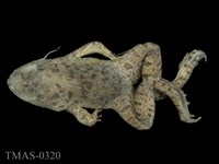 藏品(澤蛙)的圖片